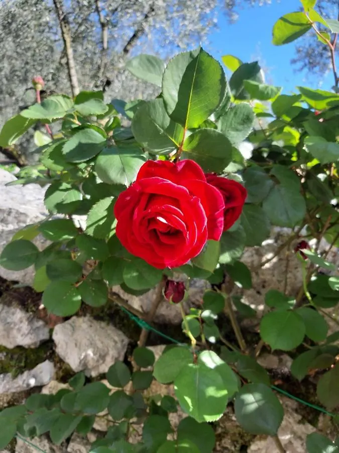 Appartamenti Prima Luce Brenzone sul Garda Italy